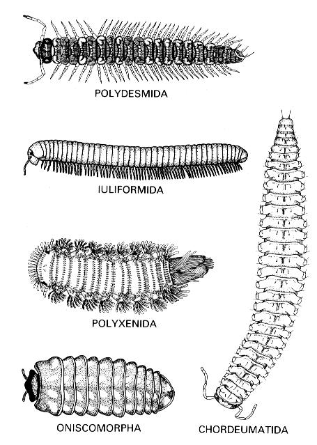 Millipede Diversity