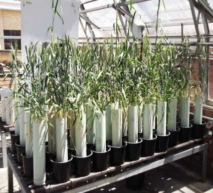 wheat genotypes Assessed under Ambient
