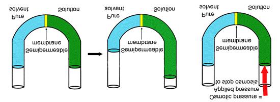 11.6 Osmotic Pressure. Osmosis 1. The flow of solvent molecules into a solution through a semipermeable membrane B. Osmotic Pressure 1.