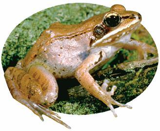 16.3 Colligative Properties of Solutions The wood frog is a remarkable creature because it can survive being frozen.