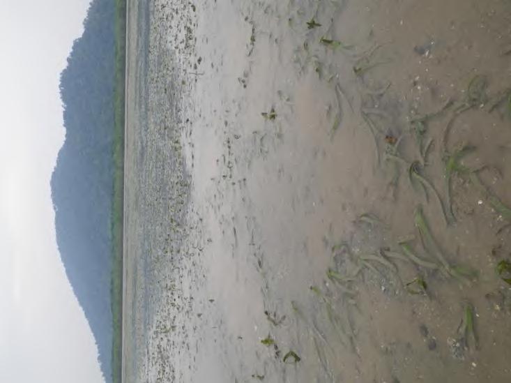 Figure 2 The seagrass bed associated with the
