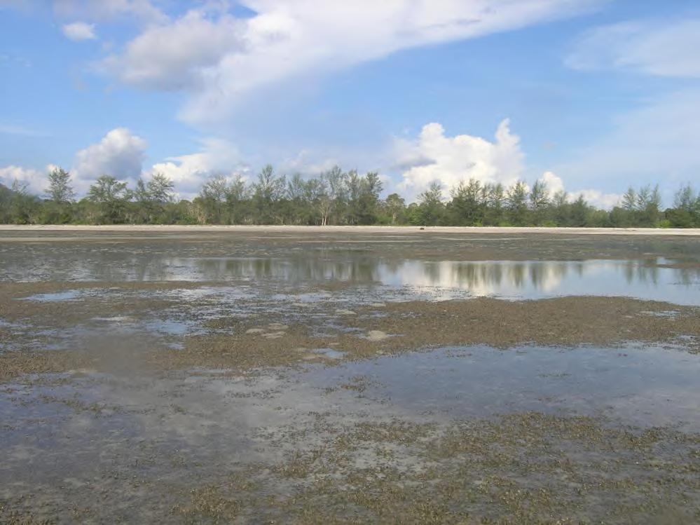 (RBR) Figure 3 The seagrass bed at Trang Haad