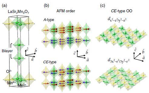 Investigating the lattice distortion caused by spin and