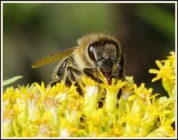 The scientific revolution 16th 18th century Linnaeus Binomen Apis mellifera (Honey bee) 37 Changing thoughts on what living things are Physicalists with the exception of humans all living things are