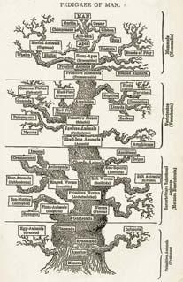 (mid 1900 s present) 16 450-16 th century: Medieval ages Scala naturae - the great chain of being Essentialism 17 Special creation