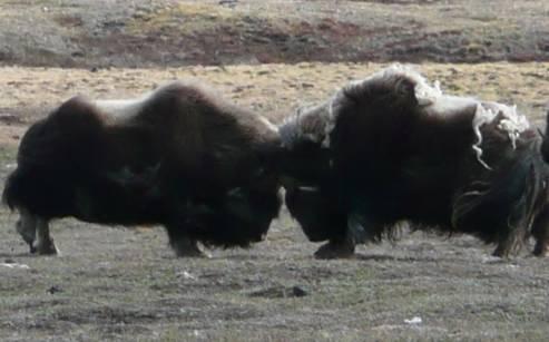 replicated spatial point patterns preserving biodiversity Zackenberg research station, east Greenland spatial locations of muskoxen herds recorded at different time points