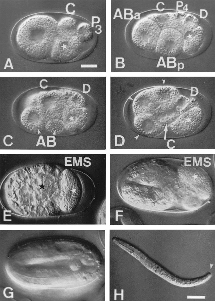Cell Fate Transformations in Acrobeloides nanus 5 FIG. 1. Development of normal larvae after ablation of EMS. (A) 4-cell stage after EMS ablation.