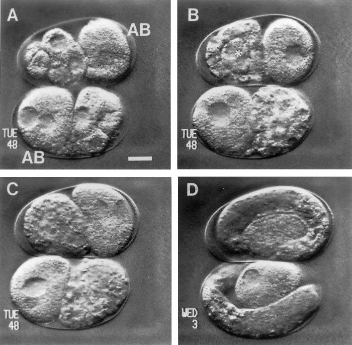 Cell Fate Transformations in Acrobeloides nanus 7 FIG. 3. Development of normal larva after ablation of AB. (A) Two early proliferation stages after ablation of AB at the two-cell stage.