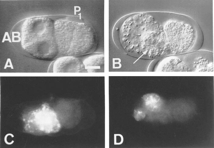8 Wiegner and Schierenberg FIG. 5. Terminal phenotype after ablation of P 1. (A) A. nanus embryo after ablation of P 1 in the 2-cell stage. AB has divided once.