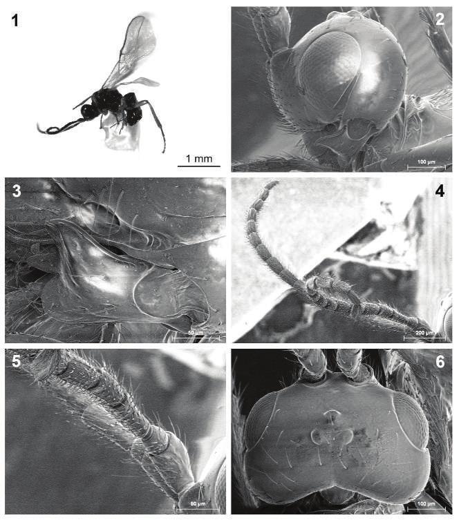 F.J. PERIS FELIPO ET AL. A NEW SPANISH SPECIES OF DINOTREMA 89 Figs 1 6. Dinotrema vitobiasi sp. nov., female.