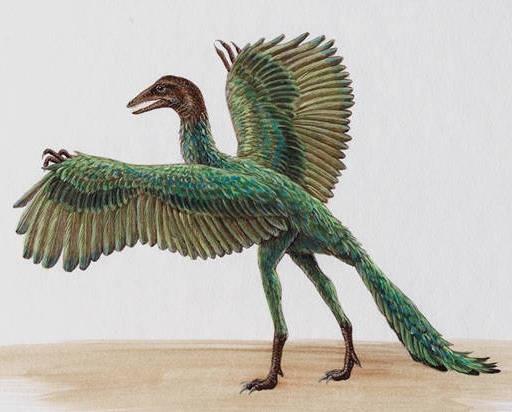 Archaeopteryx wings/feathers like