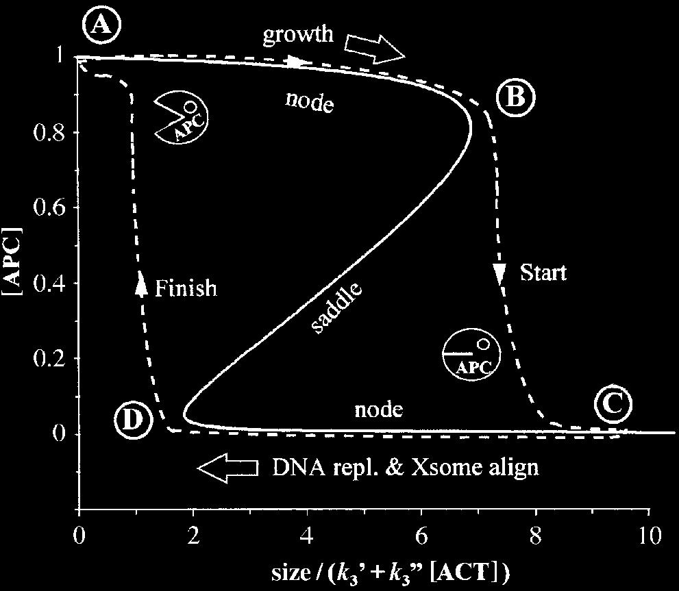 268 B. Novak and others Evolution of the eukaryotic cell cycle Figure 4. Growth-controlled division cycles in the primitive APC^CDK mechanism ( gure 1).