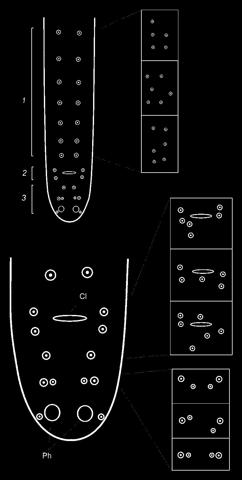 Designation of papillae: 1 precloacal, 2 paracloacal, 3 postcloacal (note irregularity of arrangement in precloacal papillae and the absence of one paracloacal papilla); 4 phasmid males.