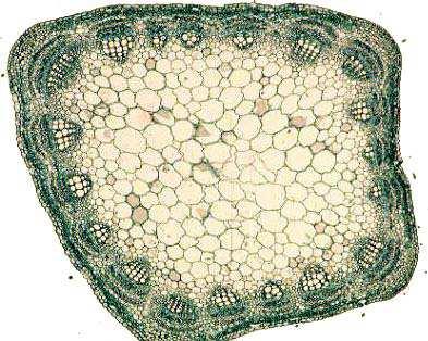 Stem Vascular Bundles Slide 58 / 92 The vascular tissue which transports water and nutrients up the stem of the plant has different arrangements in monocots and
