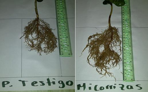 5 Root system from nursery plants treated with Mycorrhiza and with control on the left Implementation framework The study was implemented by the initiative for coffee & climate (c&c) in collaboration