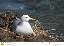 Increased MST effects on gull s marine food resource