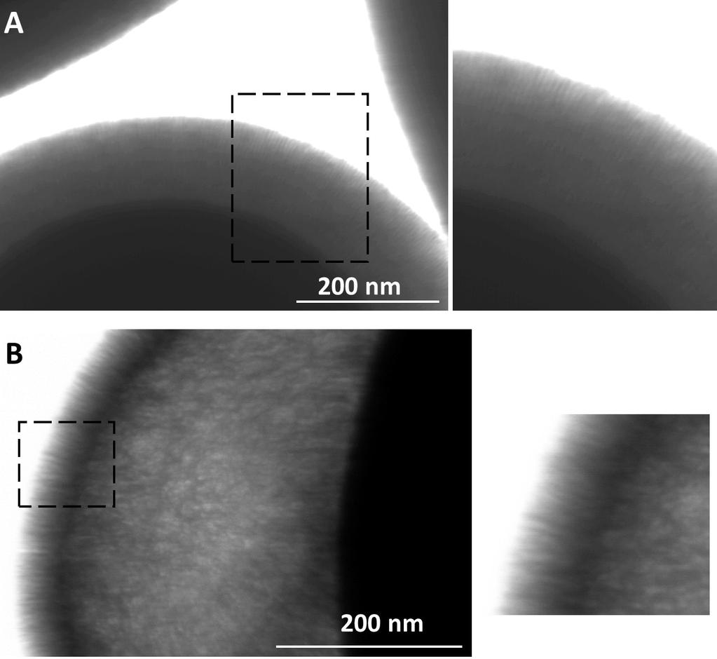 Figure S1 STEM images of radially ordered pore