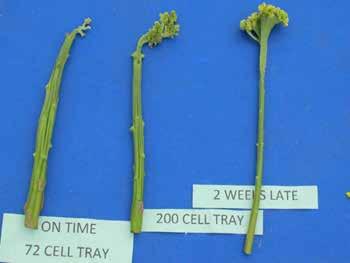 Fig. 7. Celosia Spring Green at harvest, with leaves stripped away. The left plant was grown in a 72 cell seedling tray, transplanted 25 days after sowing.