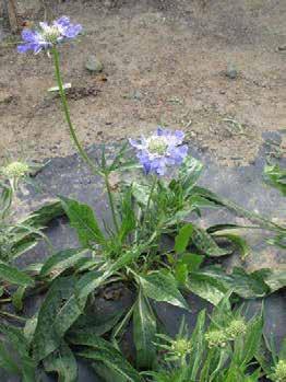 Fig. 32. Scabiosa caucasica Fama Deep Blue. Image at right taken after a light frost.