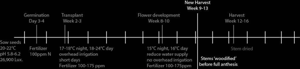 Seeds 2010). With the potential breeding improvements the total production time could be shortened, while still producing durable and quality plants. Figure 7. Potential new production schedule for C.