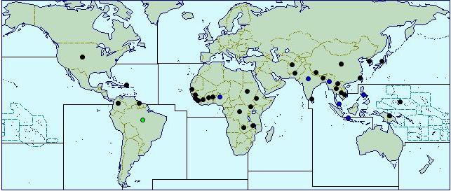 Figure 1. Worldwide distribution of Celosia species (Cabi 2012). The black circles indicate where Celosia species are present and blue circles indicate where Celosia species are widespread. II.