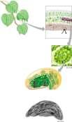 Photosynthesis plants animals, plants Cellular Respiration sun glucose O 2 What does it mean to be