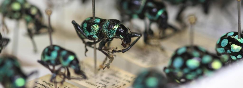 Digitisation of insect collections An Australian perspective Beth Mantle Pacific
