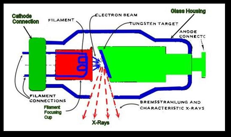 SCHEMATIC OF A X-RAY TUBE Under operation, the filament boils off electrons Electrons are accelerated toward