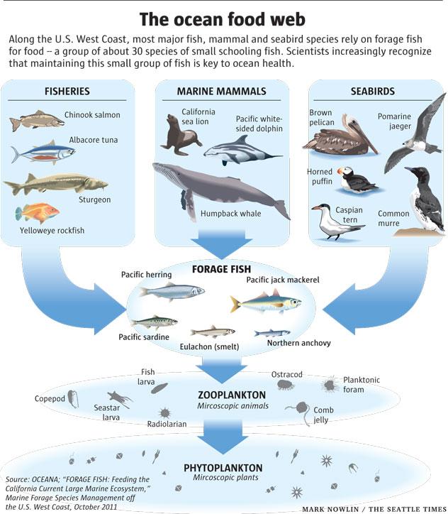 As we go to higher trophic levels (up the food web), organisms become larger and fewer (smaller effective
