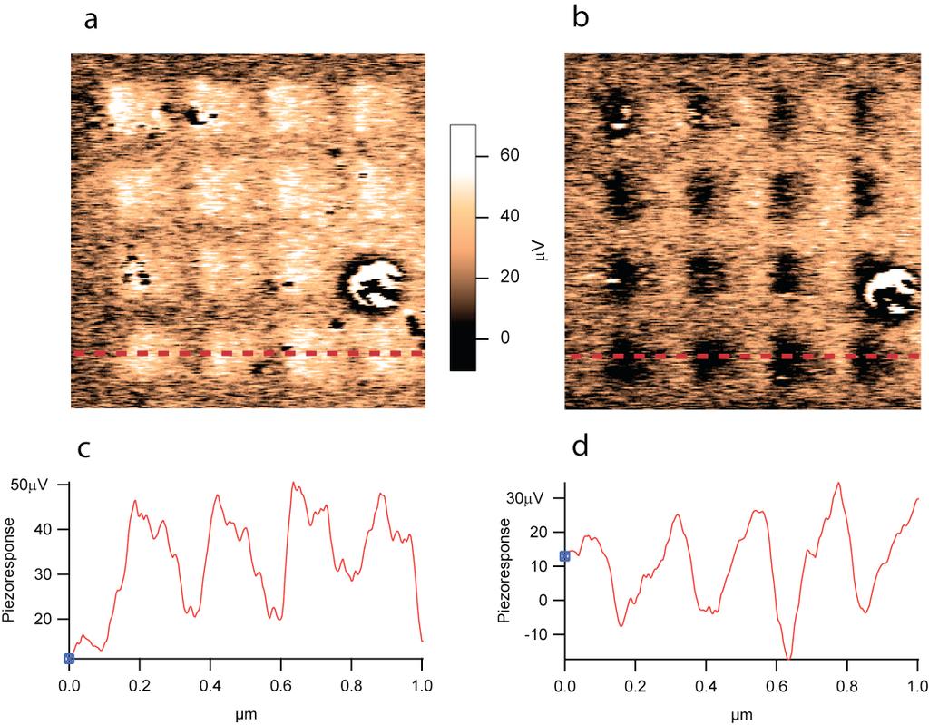 A B C D Fig. S7. Bistable piezoelectric response. (A) PFM image of a 4 4 array of square positive domains, written with V tip = +2 V and imaged at V tip = 0 V.