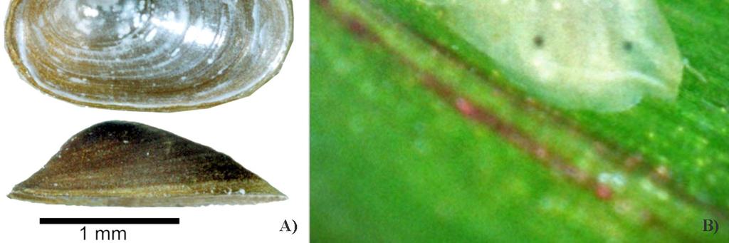 Ferrissia fragilis is present. Figure 2.