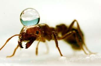 Ants work together to reproduce, store food, and defend the