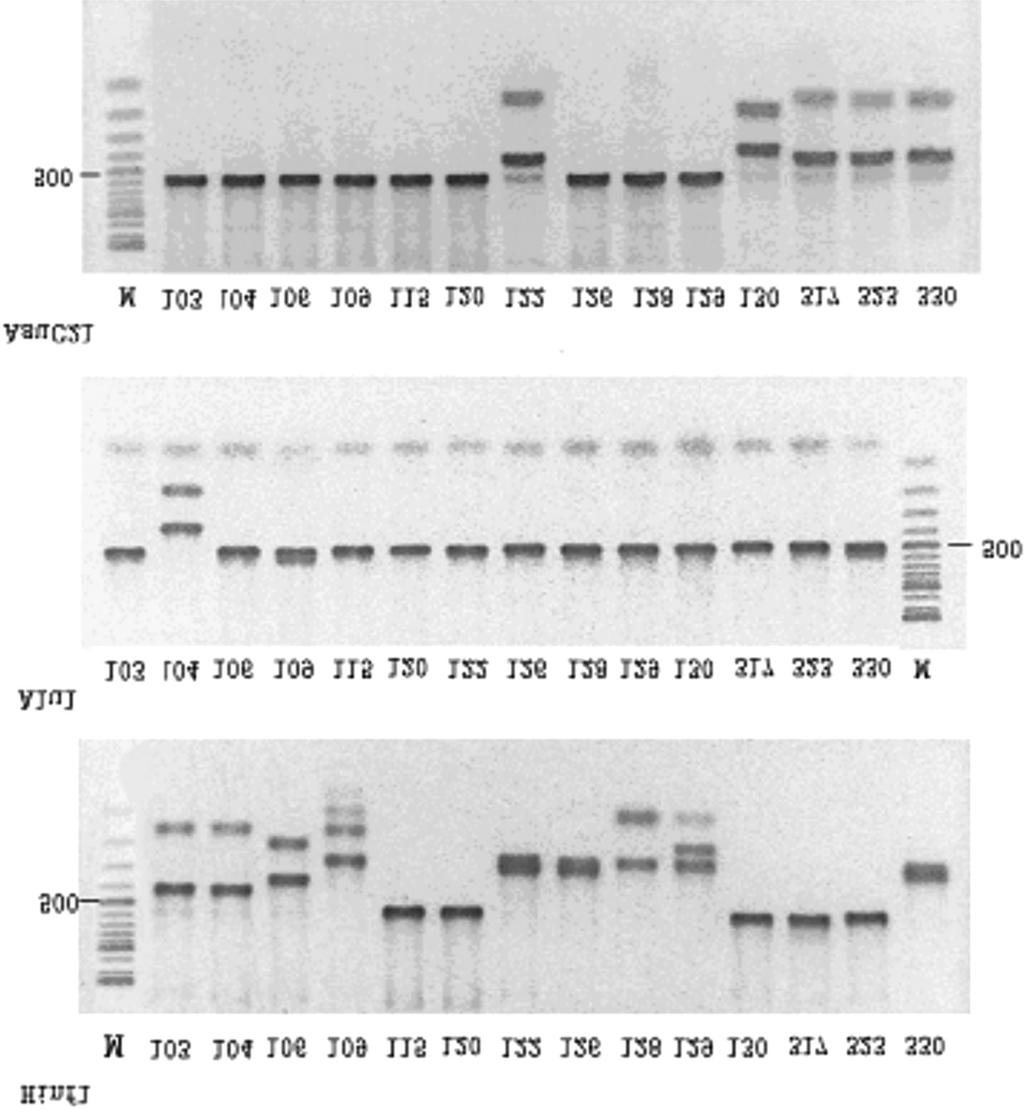 70 Lee et al. 72 o C for 3 min and 1 cycle at 95 o C for 30 sec, 58 o C for 1 min and 72 o C for 10 min). PCR products were separated by electrophoresis on a 1% agarose gel and stained with EtBr.