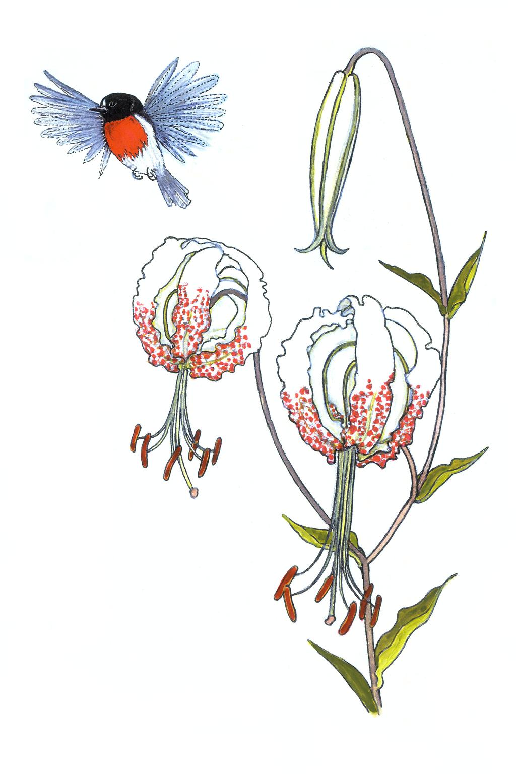 Lilium gloriosoides with the Scarlet Robin, Petroica