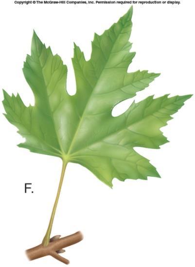 Venation - Arrangement of veins in a leaf or leaflet blade Pinnately