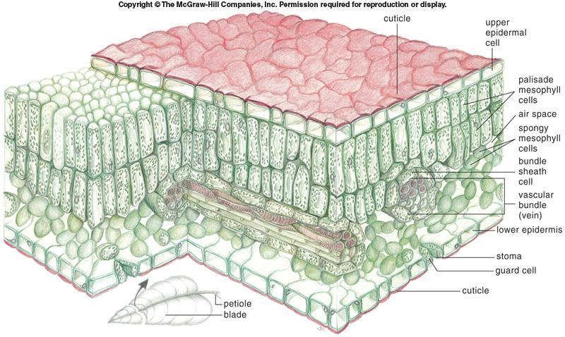 Most photosynthesis takes place in the mesophyll between the two epidermal layers.