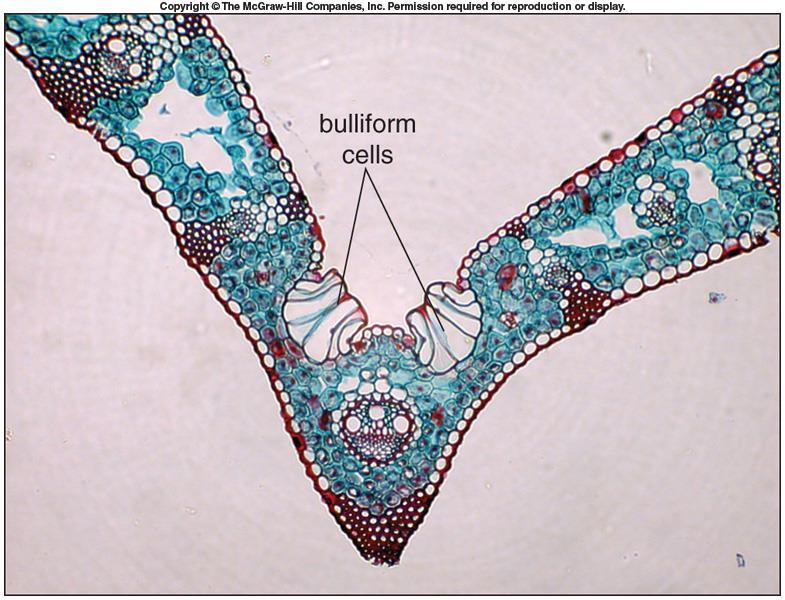 Monocots have some differences: Usually do not have mesophyll differentiated into palisade and spongy layers Often have bulliform cells on either side of