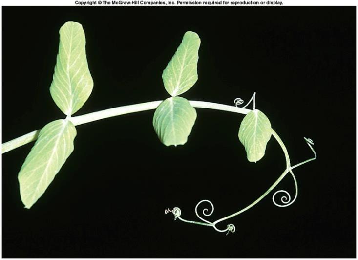 Tendrils Modified leaves that curl around more rigid objects, helping the plant to climb or to support weak stems.