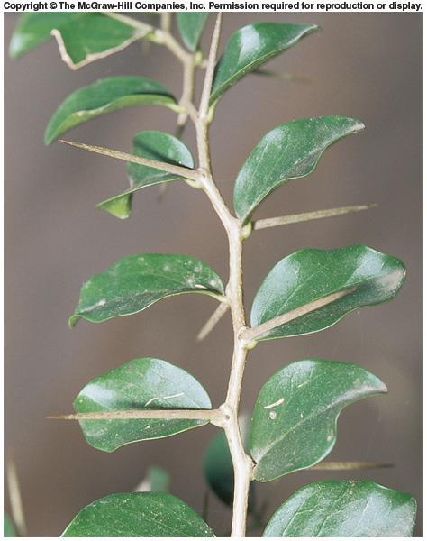 SPECIALIZED LEAVES Thorns: