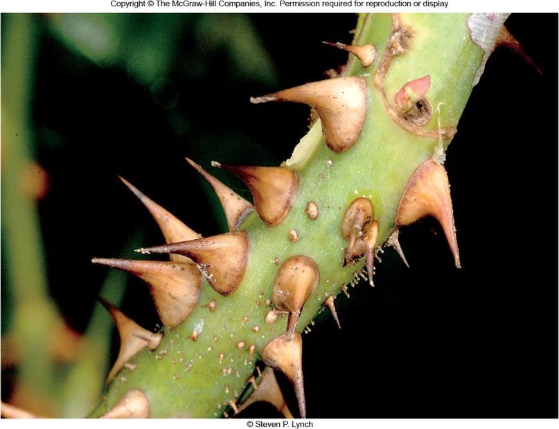 axils of leaves of woody plants