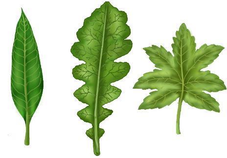 Leaves may be simple or compound.