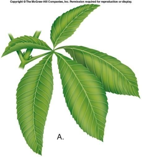 compound leaf - Leaflets subdivided Palmately compound leaves