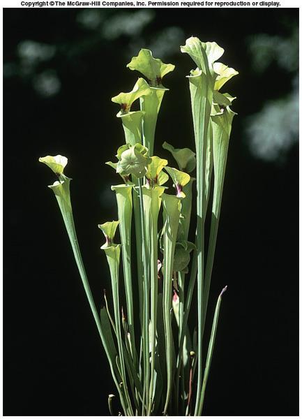 SPECIALIZED LEAVES Insect-Trapping Leaves Pitcher Plants: Grow in swampy areas and bogs where nitrogen and other elements are deficient in the soil.