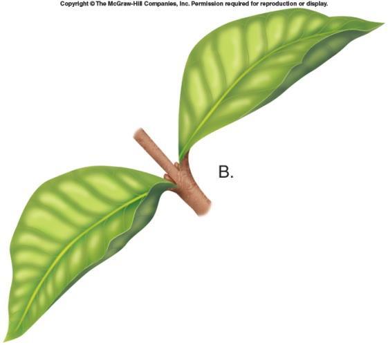 Leaves are attached to stems at nodes, with stem regions between