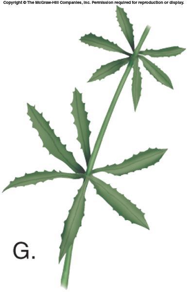 Phyllotaxy - Arrangement of leaves on stem Alternate - One leaf