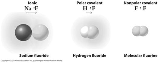 Electrons within a covalent bond are shared evenly when the two atoms are the same.