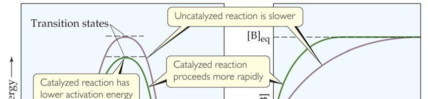 Catalysts Catalysts increase the rate of both the forward