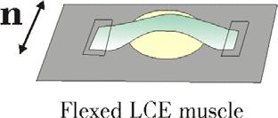 P. E. Cladis Gennes et al.[1,2] to suggest liquid crystalline elastomers as potential candidates for artificial muscles. For example, in Fig.