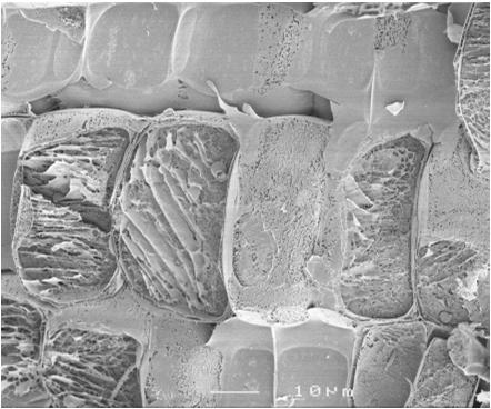 Tonoplast membrane permeability in millet during osmotic stress: 1/T 2,obs = H (S/V) + 1/T 2,bulk H (1-5 m s -1 ) 7 6 5 4 3 Osmotic stress PEG MRI 2 24 48