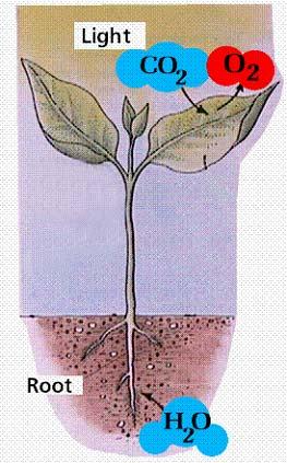 Consequently little is known regarding the dynamics of sap flow and conductivity in an intact plant.